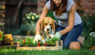 Beetplanung mit Hund