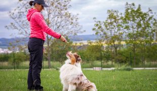 Corona: Existenzgefährdung für Hundetrainer