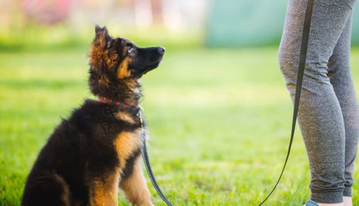 Wie viel Sozialkontakte braucht mein Hund