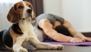 Yoga mit Hund