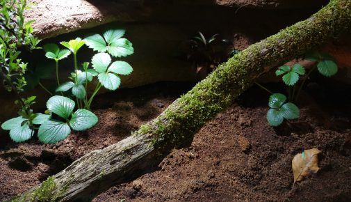 DIY Terrarium