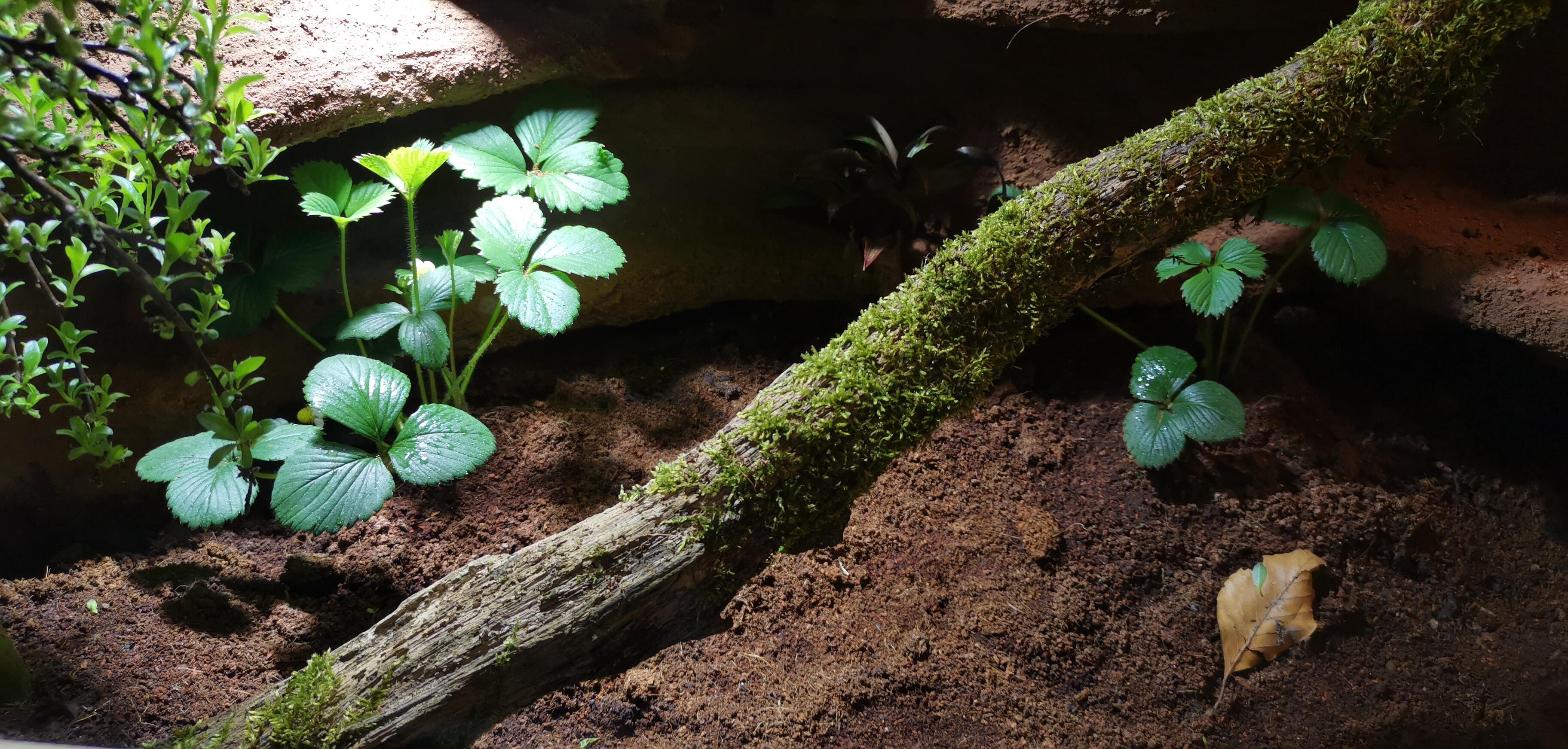 DIY Terrarium Upcycling für Echsen ZooRoyal Magazin