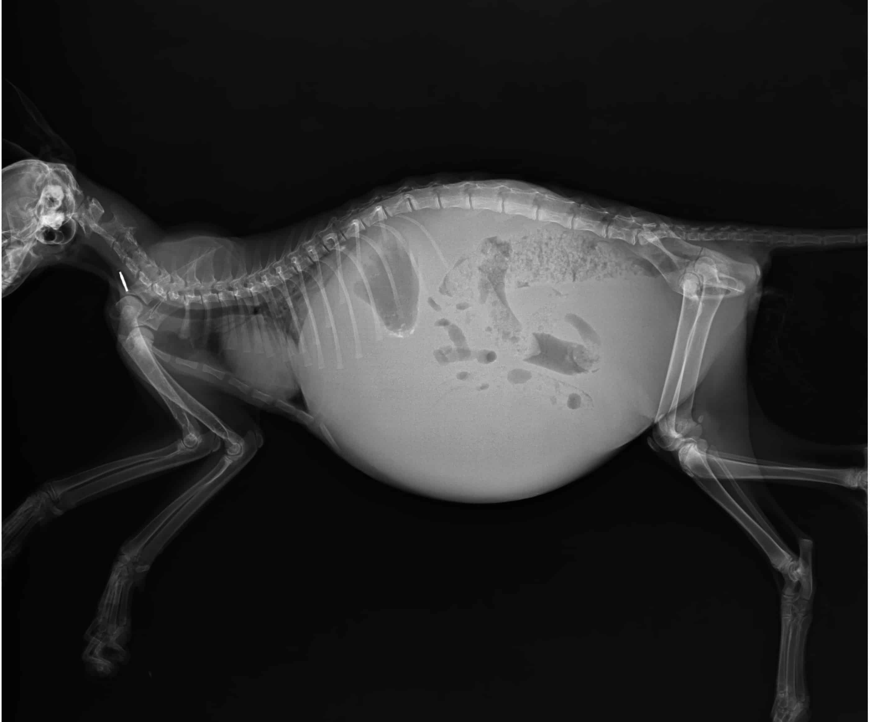 Coronaviren bei Katzen wie gefährlich sind sie?