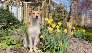 Giftige Gartenpflanzen für Hunde