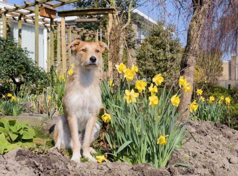 Giftige Gartenpflanzen für Hunde