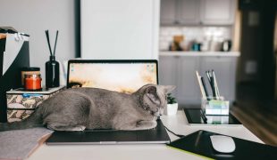 Homeoffice mit Katze