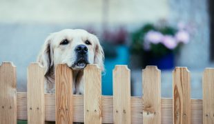 Hund bellt am Gartenzaun