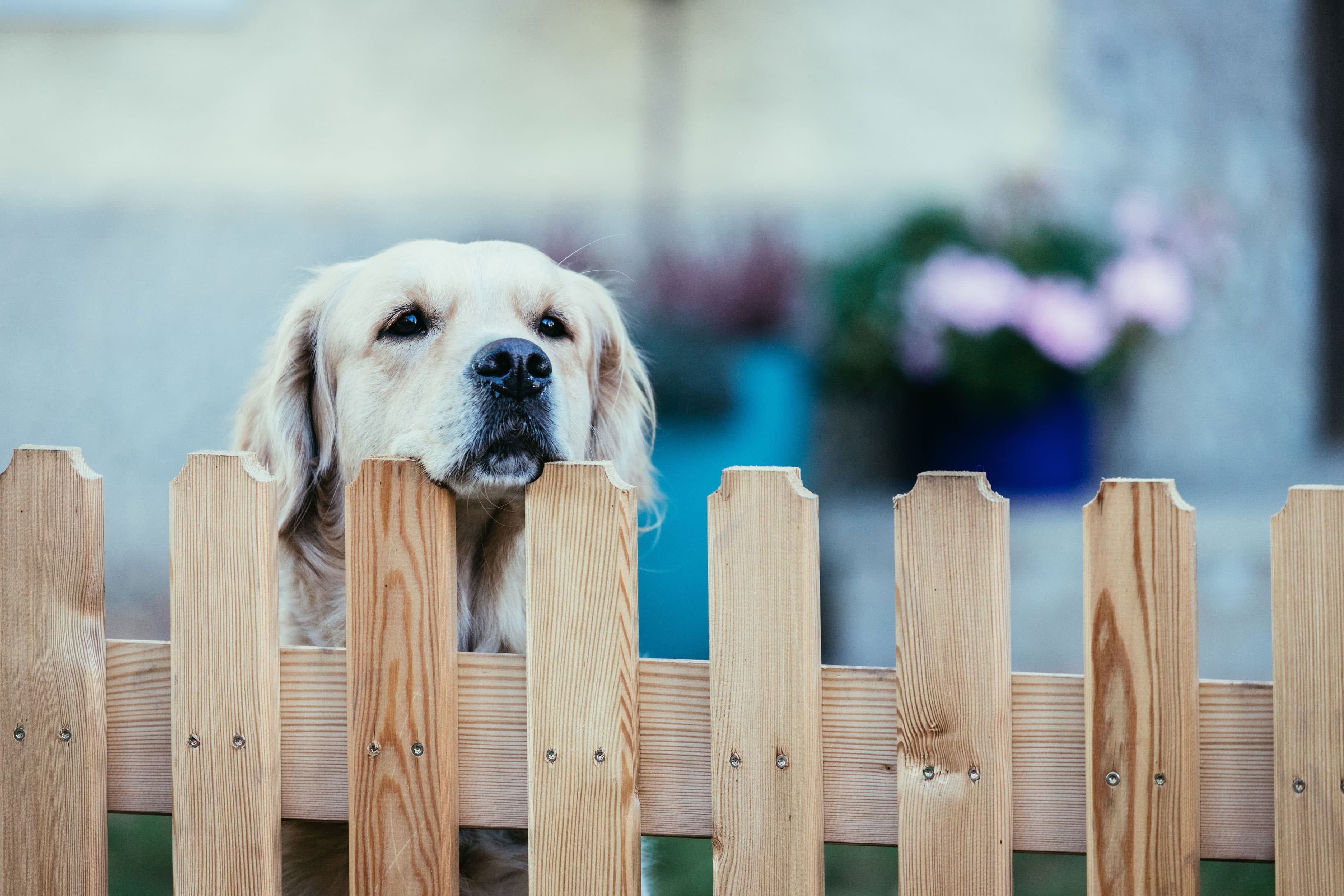 Hilfe, mein Hund bellt am Gartenzaun ZooRoyal Magazin