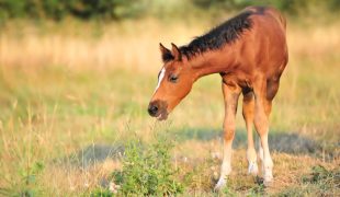 Pferd mit Pflanze