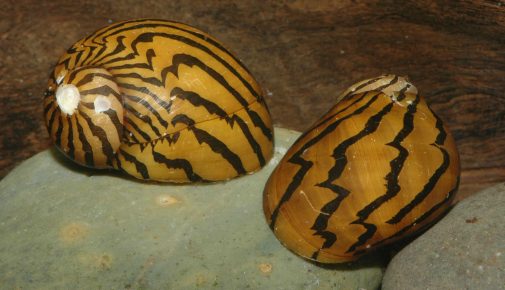 Schnecken im Aquarium