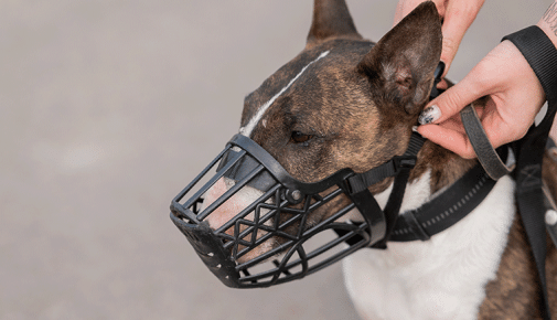 Hund mit Maulkorb