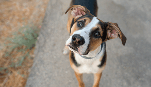 Wesenstest beim Hund