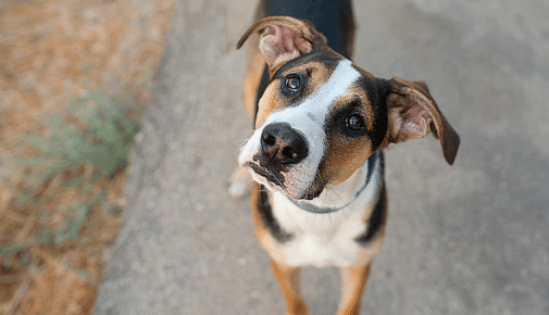 Wesenstest beim Hund