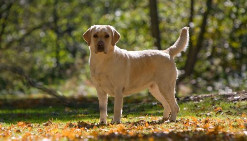 Alterungsprozess bei Hunden