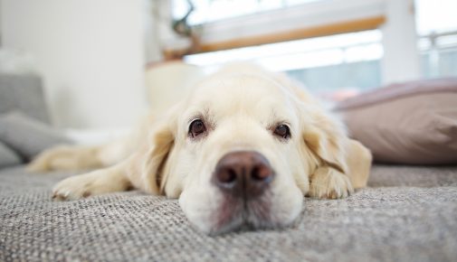 Entspannung für den Hund