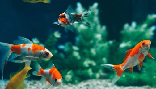 Eingewöhnung von Fischen im Aquarium