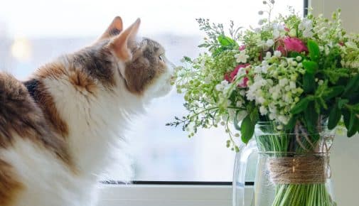 Giftige Zimmerpflanzen für Katzen