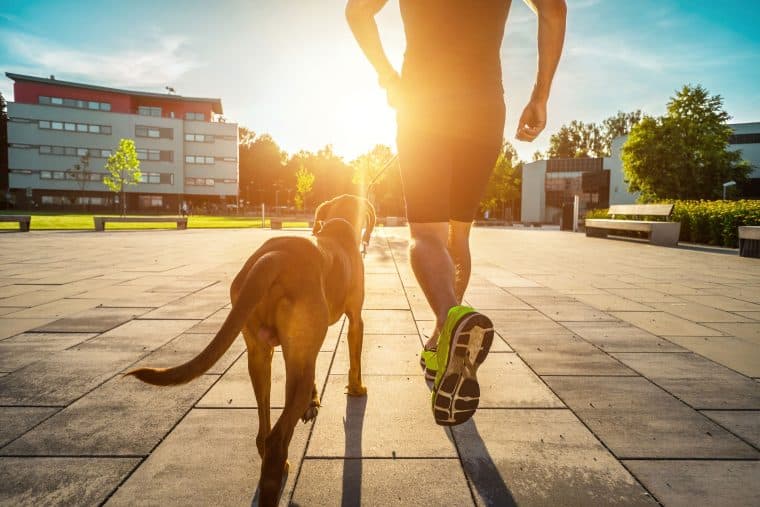 Joggen mit Hund Training mit Spaß ZooRoyal Magazin