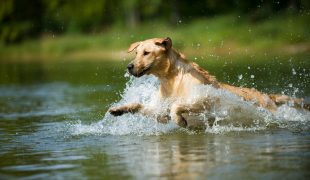 Wasserspaß für Hunde