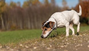 Artenschutzhund