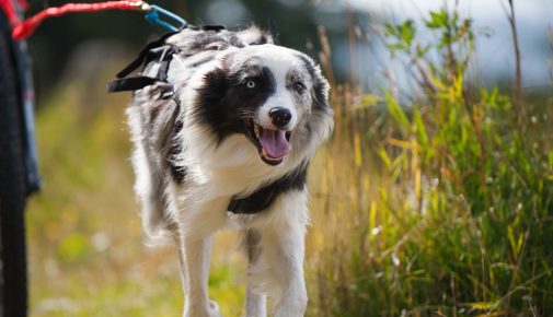 Dogscooting