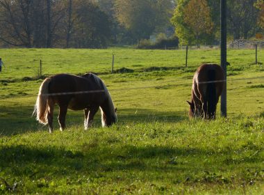 Gefahren auf der Koppel