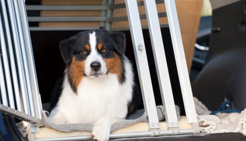 Hund an die Hundebox gewöhnen