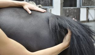 Physiotherapie für Pferde