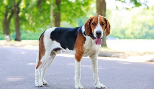 american foxhound