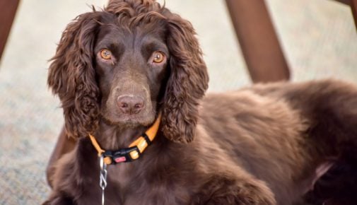 American Cocker Spaniel