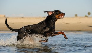 Black and Tan Coonhound