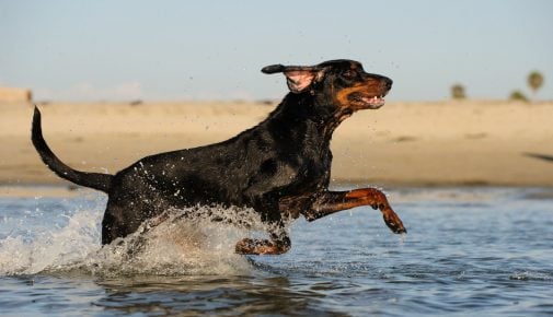 Black and Tan Coonhound