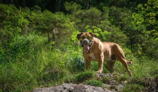 Boerboel