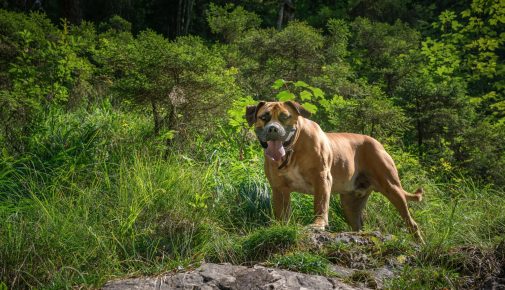 Boerboel