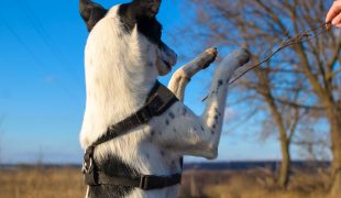 Feinmotoriktraining für Hunde