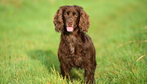 Field Spaniel