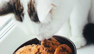 Giftige Lebensmittel für Katzen