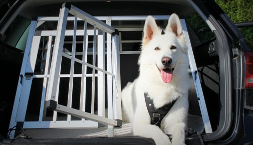 Hund an Transportbox und Hunderampe gewöhnen