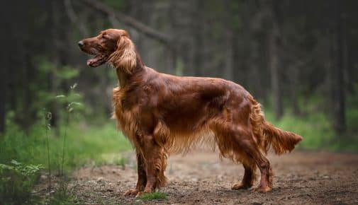 Irish Setter