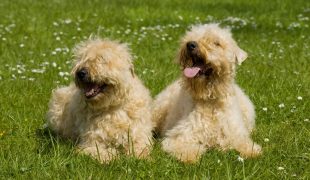 Irish Soft Coated Wheaten Terrier