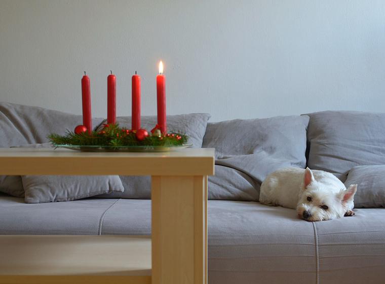 Adventszeit mit Haustier