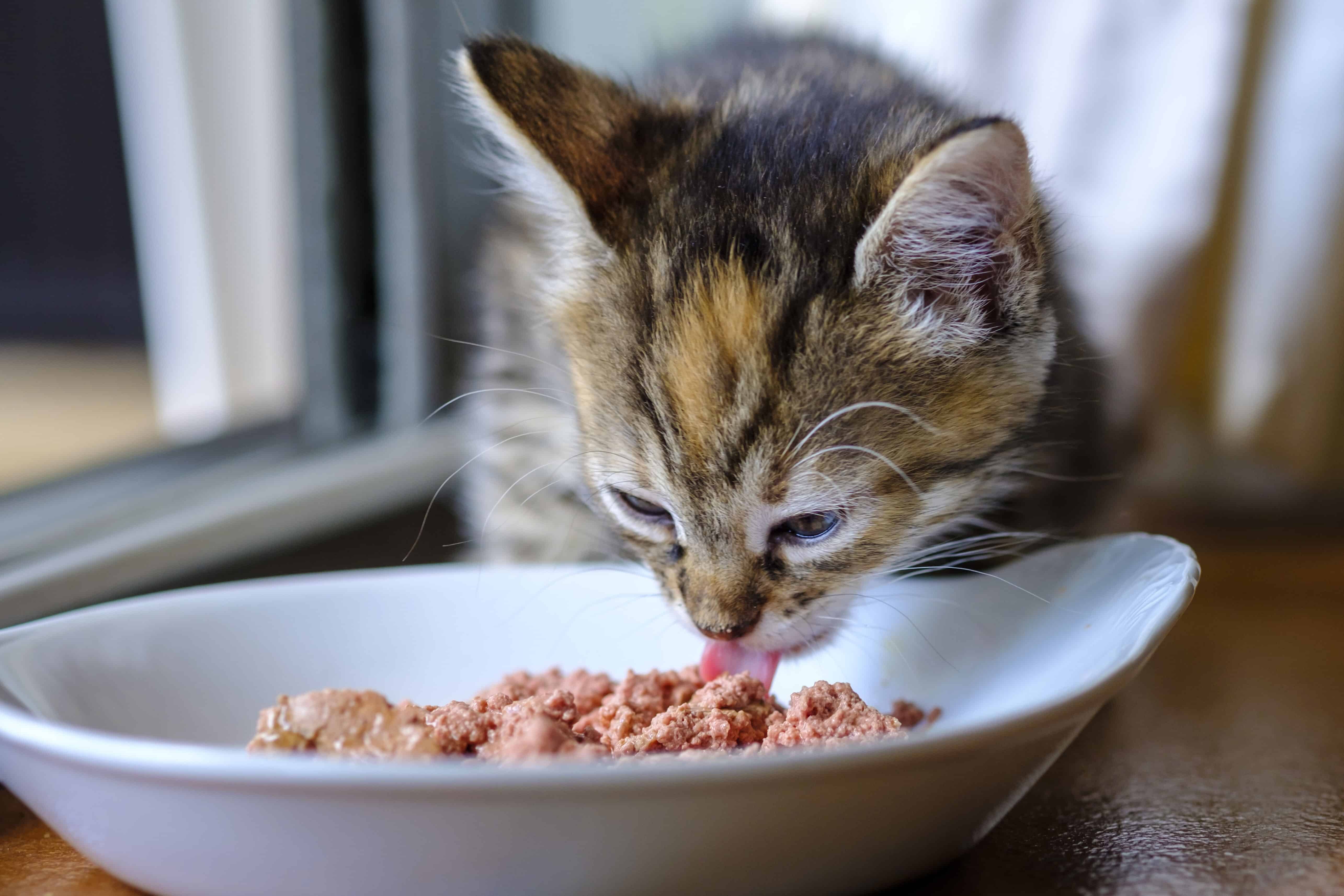 Kittenfutter so fütterst du dein Kätzchen richtig Infos & Tipps