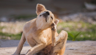 Parasiten Hund