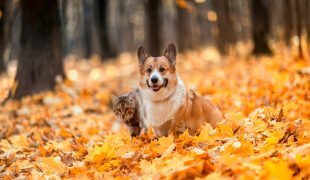 Parasiten im Herbst