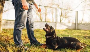 Missverständnisse beim Hundetraining