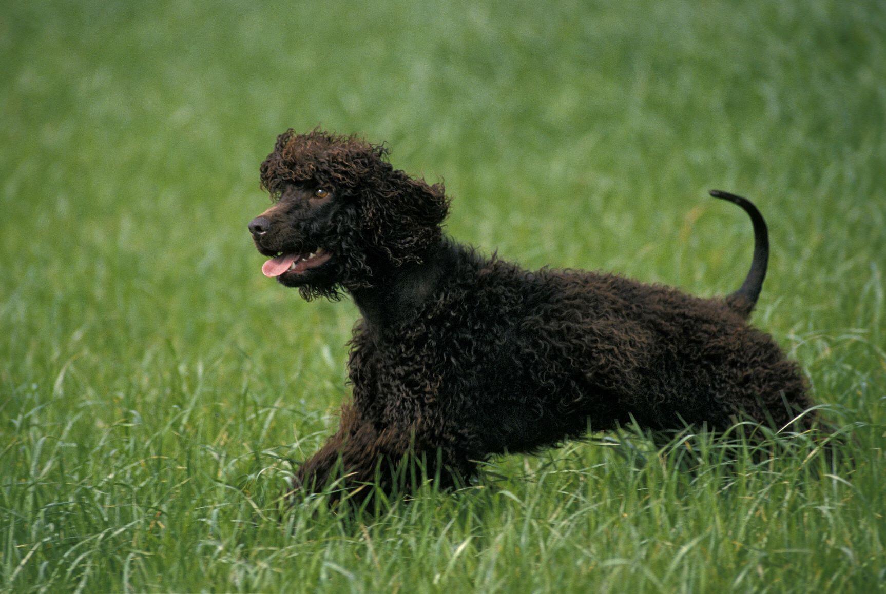 Irish Water Spaniel im Rasseportrait ZooRoyal Magazin