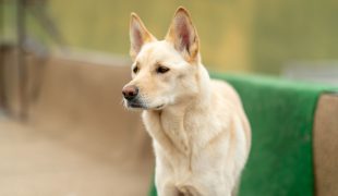 Korea Jindo Dog