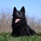 Kroatischer Schäferhund
