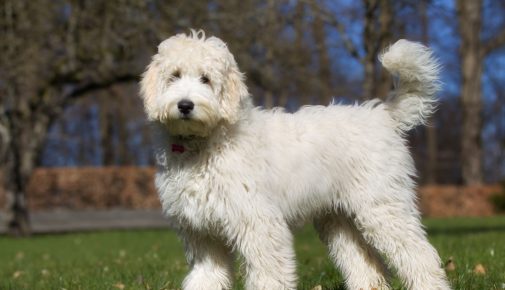 Labradoodle