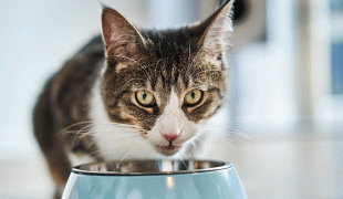 Ernährungstipps für Katzen